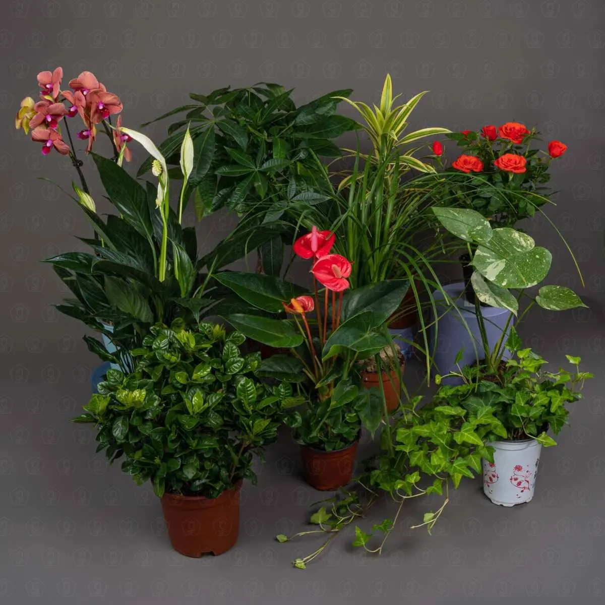 Горшечные растения Горшечные растения