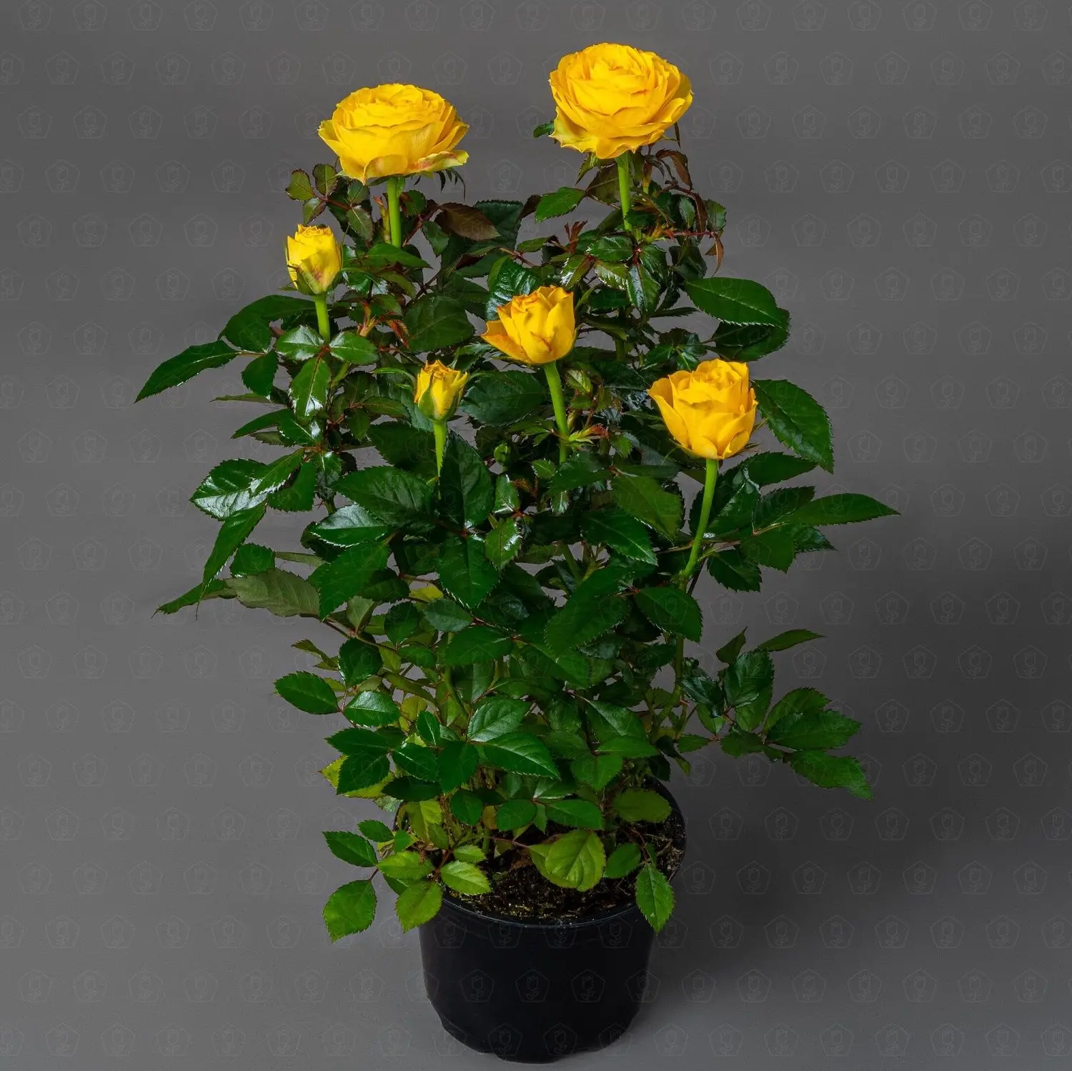 Горшечные растения Горшечные растения