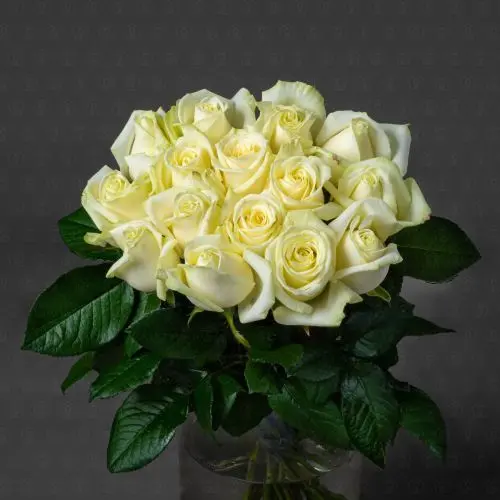 Роза Россия 50 см. (Аваланш) Роза Россия 50 см. (Аваланш)